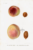 Mas Antique Fruit Print 1866 Acton Scot., Sanguine Peach - Panteek Antique Prints