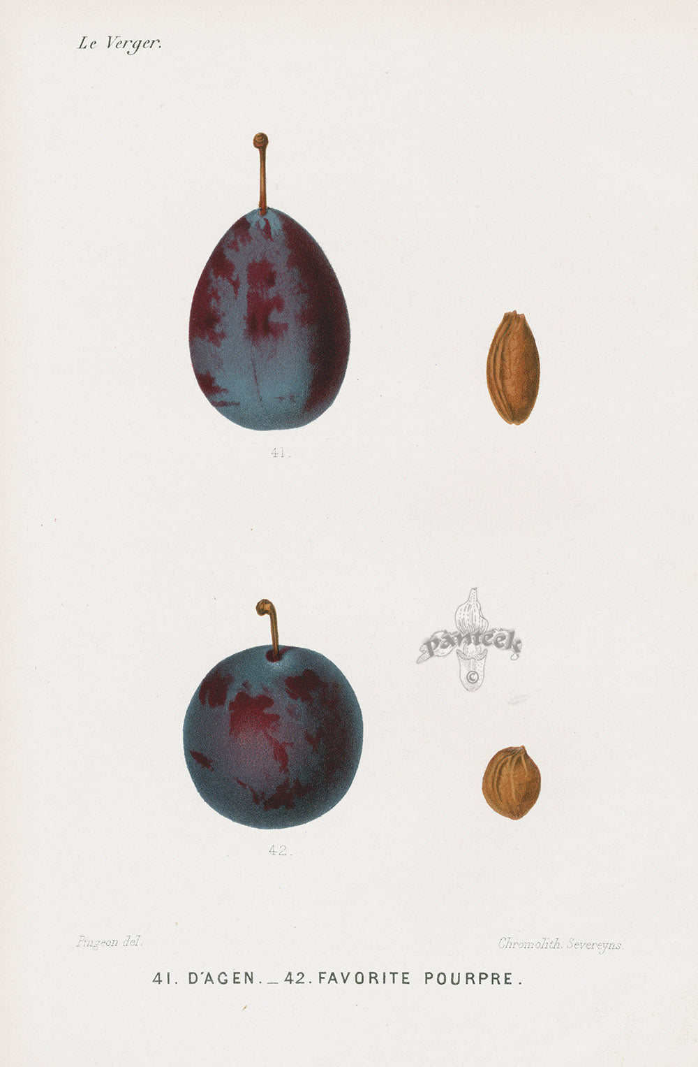 Mas Antique Fruit Print 1866 Agen, Purple Favorite Plums