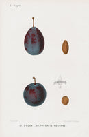 Mas Antique Fruit Print 1866 Agen, Purple Favorite Plums - Panteek Antique Prints