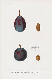 Mas Antique Fruit Print 1866 Agen, Purple Favorite Plums - Panteek Antique Prints