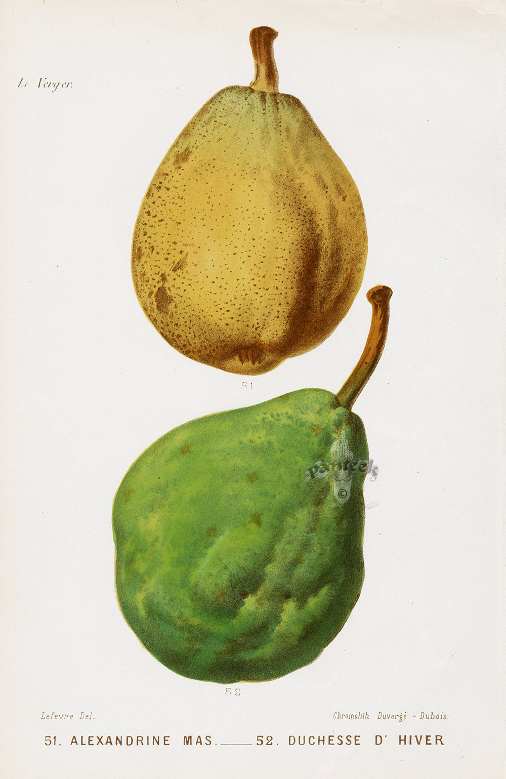 Mas Antique Fruit Print 1866 Alexandrine Pear