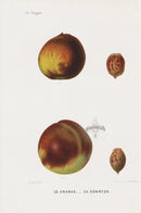 Mas Antique Fruit Print 1866 Ananas, Downton Peaches - Panteek Antique Prints