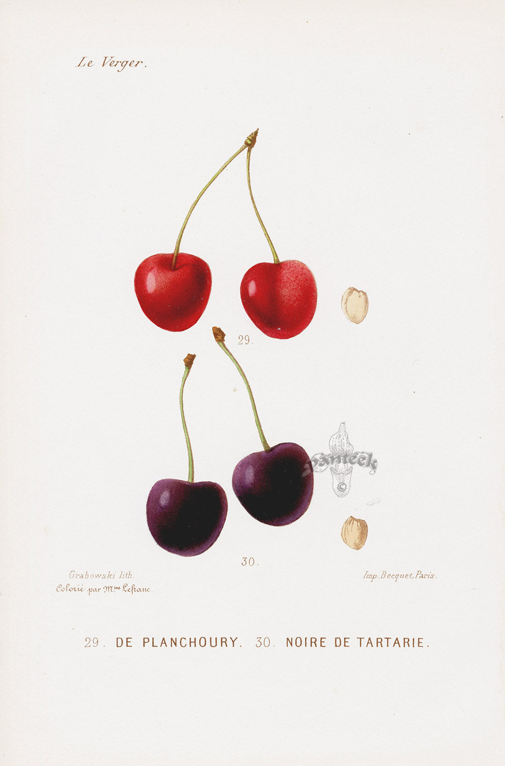 Mas Antique Fruit Print 1866 Black Tartarian Cherry