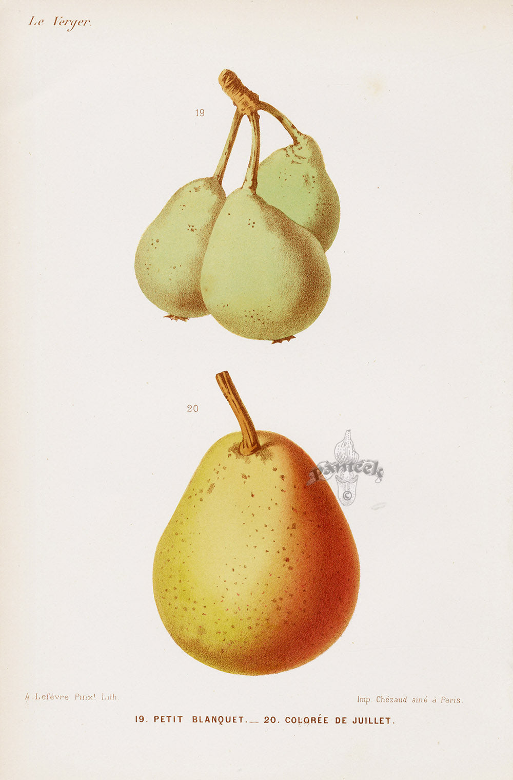 Mas Antique Fruit Print 1866 Blanquet, July Pears