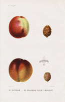 Mas Antique Fruit Print 1866 Bowden, Clingstone Peaches - Panteek Antique Prints