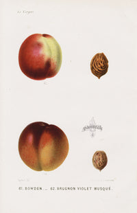 Mas Antique Fruit Print 1866 Bowden, Clingstone Peaches - Panteek Antique Prints