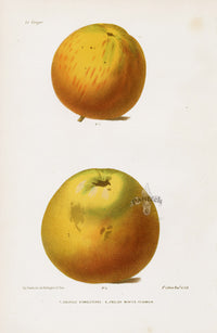 Mas Antique Fruit Print 1866 Calville D'Angleterre Apples - Panteek Antique Prints