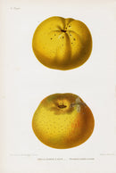 Mas Antique Fruit Print 1866 Calville, Pearmain Apples - Panteek Antique Prints