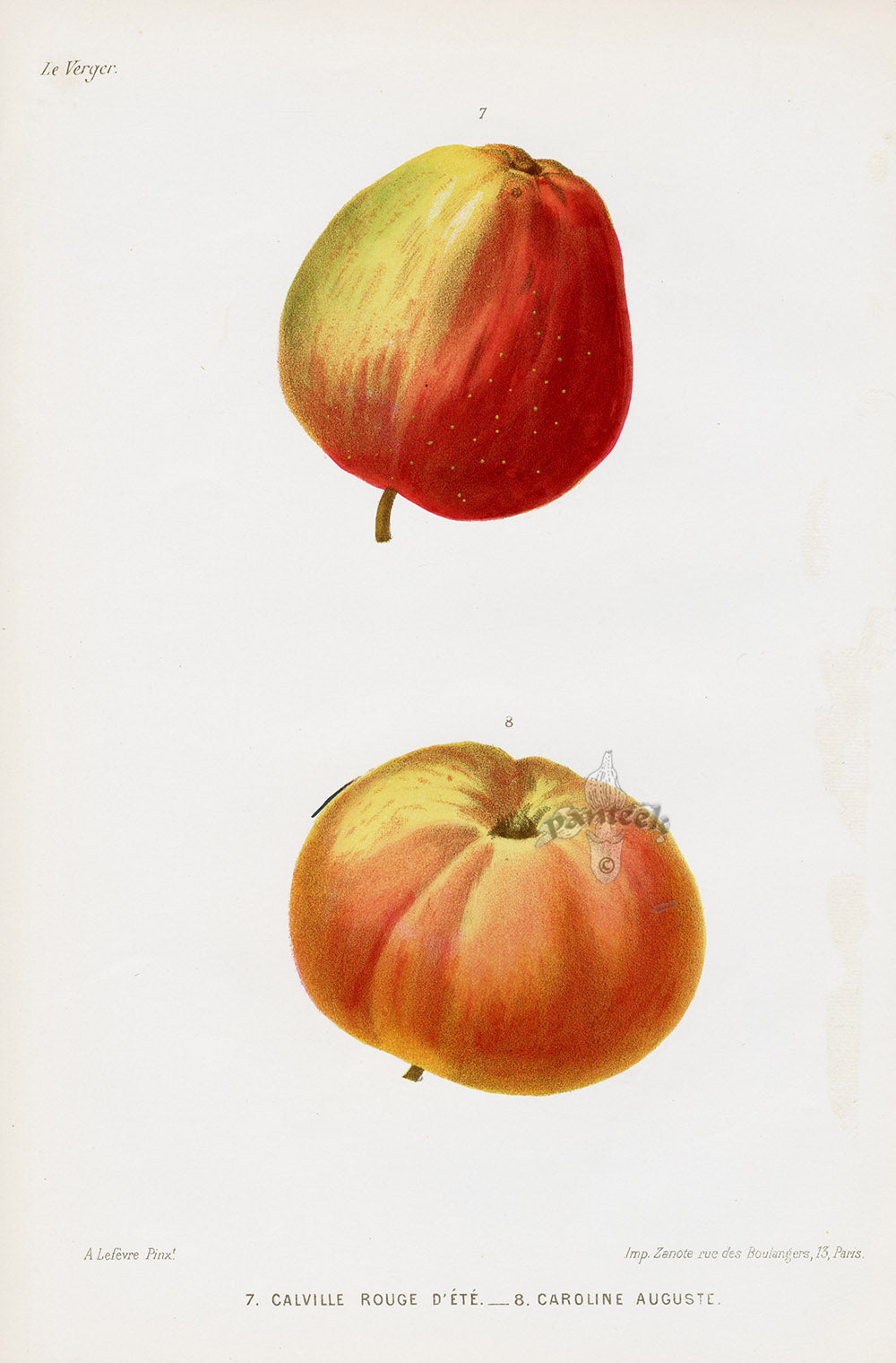 Mas Antique Fruit Print 1866 Caroline Auguste Apples