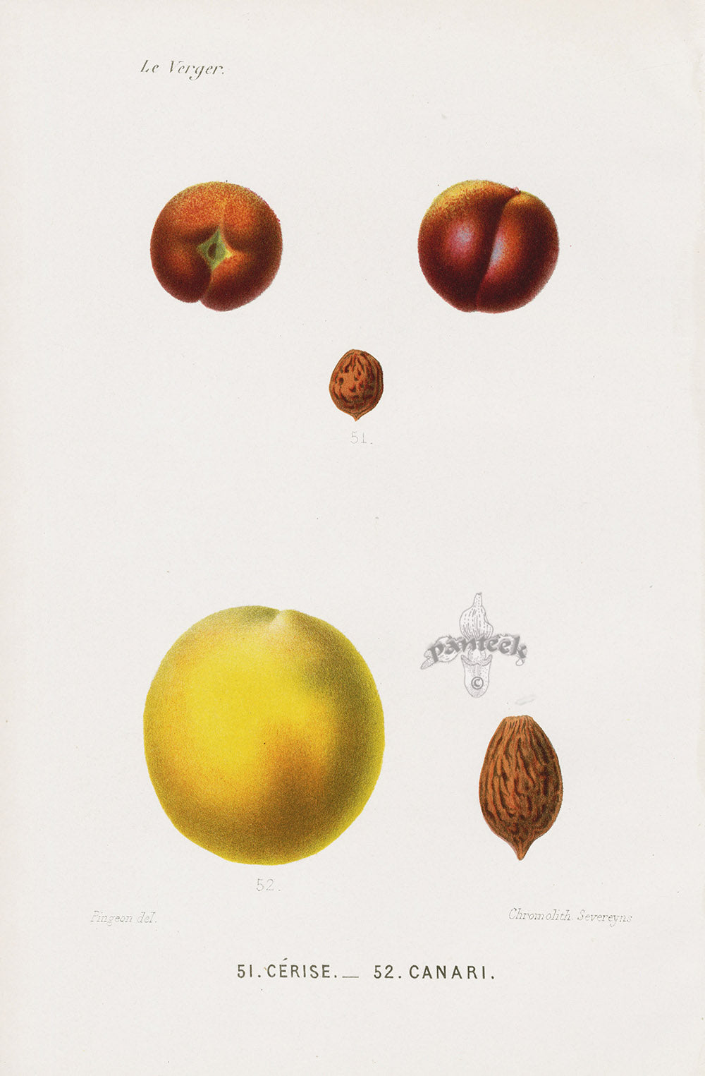 Mas Antique Fruit Print 1866 Cherry, Canary Peaches