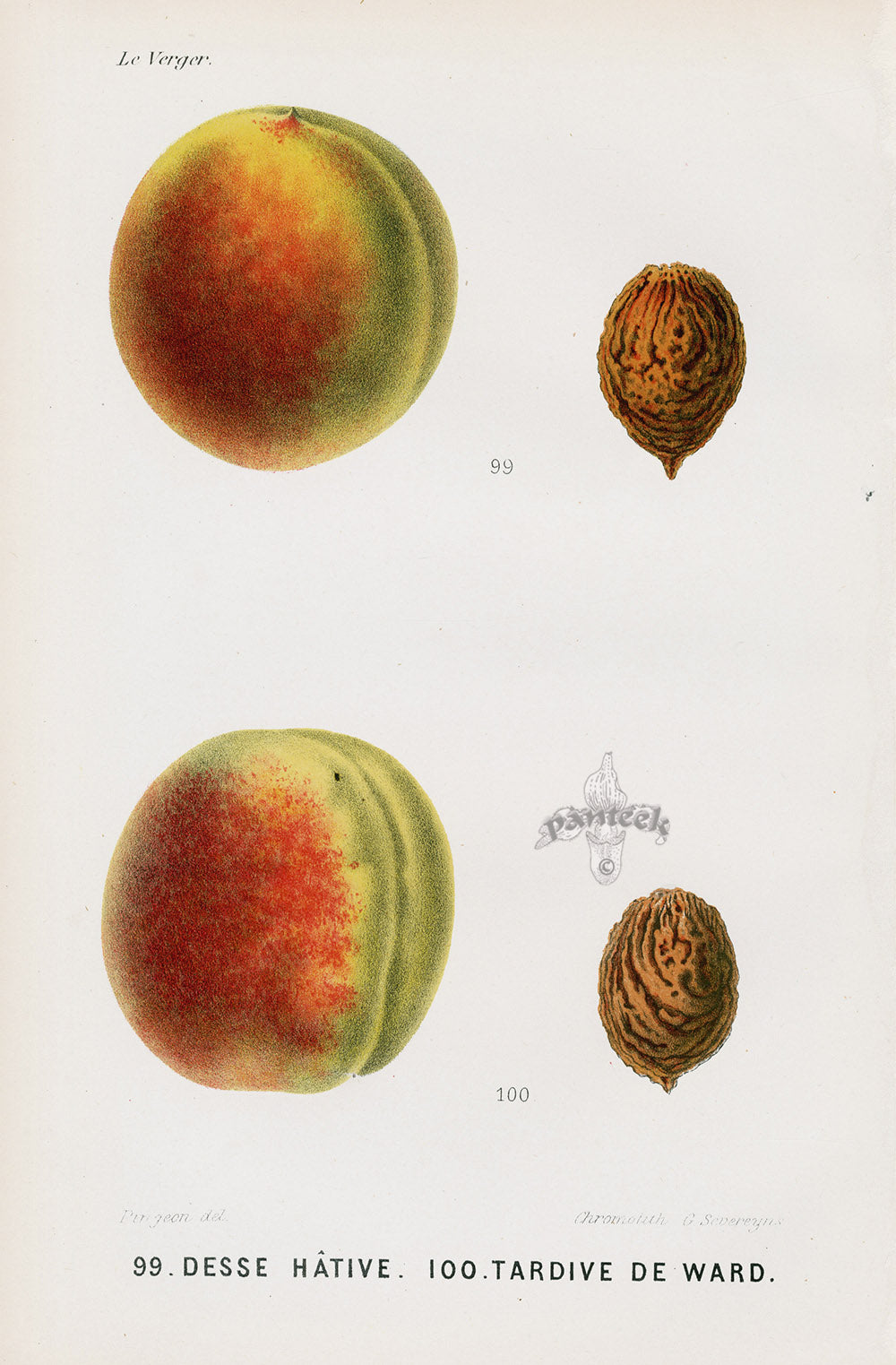 Mas Antique Fruit Print 1866 Desse, Ward Peaches
