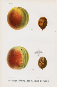 Mas Antique Fruit Print 1866 Desse, Ward Peaches - Panteek Antique Prints