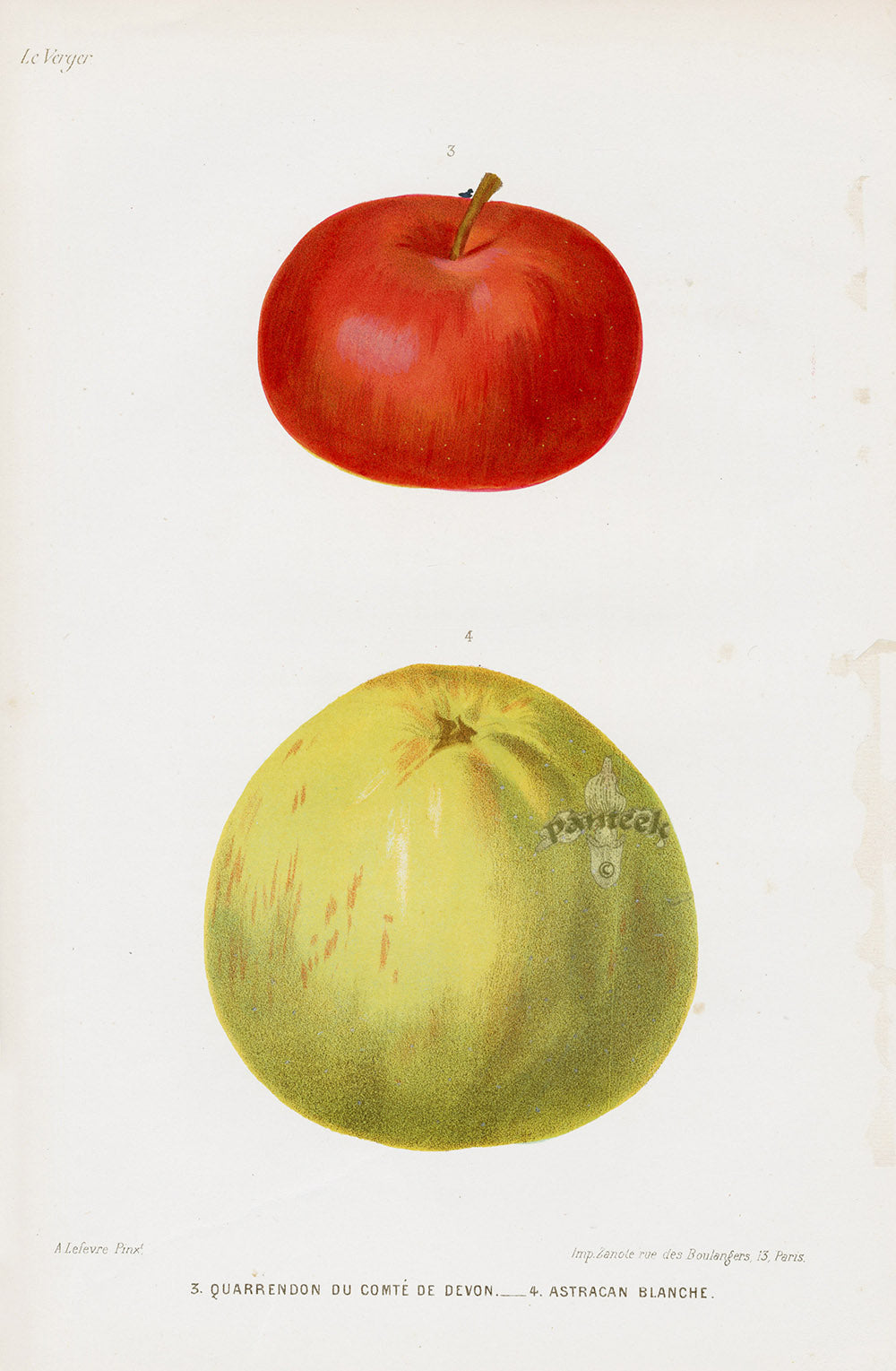 Mas Antique Fruit Print 1866 Devonshire, Astrakhan Apples