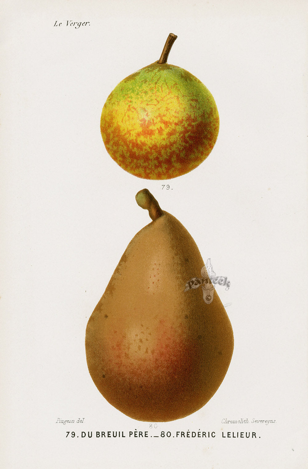 Mas Antique Fruit Print 1866 Du Breuil, Lelieur Pears