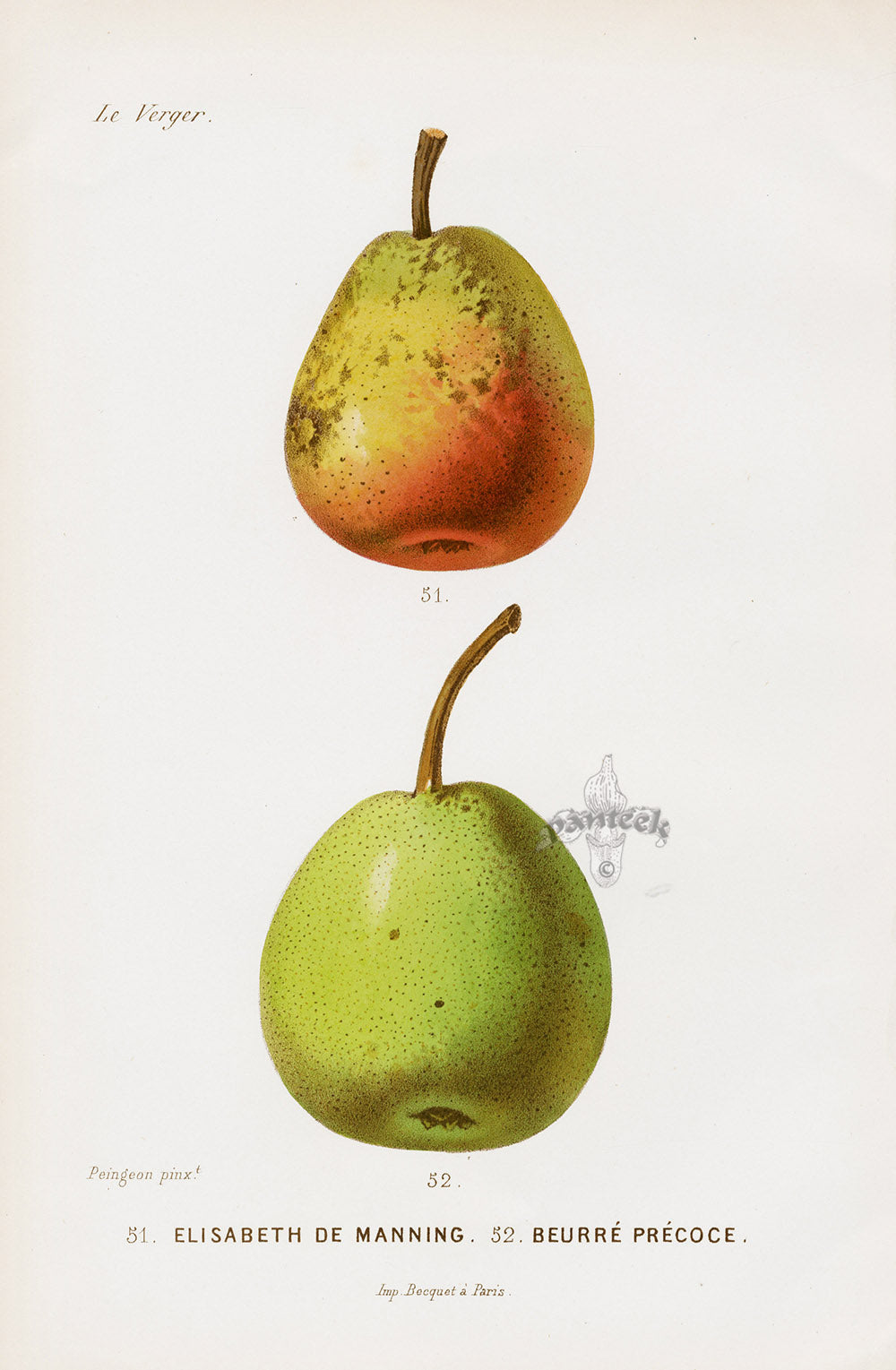 Mas Antique Fruit Print 1866 Elizabeth, Early Butter Pears