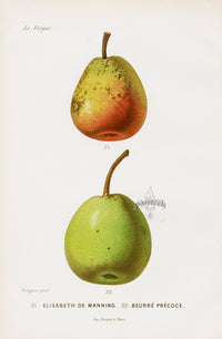 Mas Antique Fruit Print 1866 Elizabeth, Early Butter Pears - Panteek Antique Prints