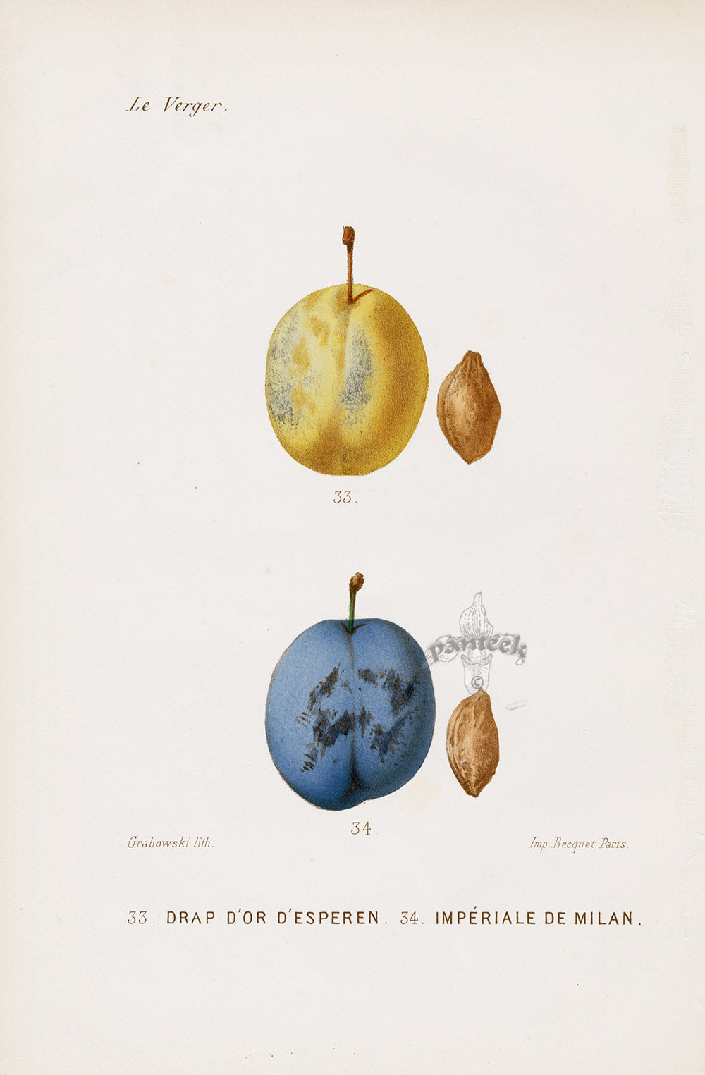 Mas Antique Fruit Print 1866 Golden Esperen, Imperial Plums