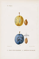 Mas Antique Fruit Print 1866 Golden Esperen, Imperial Plums - Panteek Antique Prints