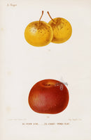 Mas Antique Fruit Print 1866 Golden Pippin, Flat Apple - Panteek Antique Prints