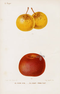 Mas Antique Fruit Print 1866 Golden Pippin, Flat Apple - Panteek Antique Prints