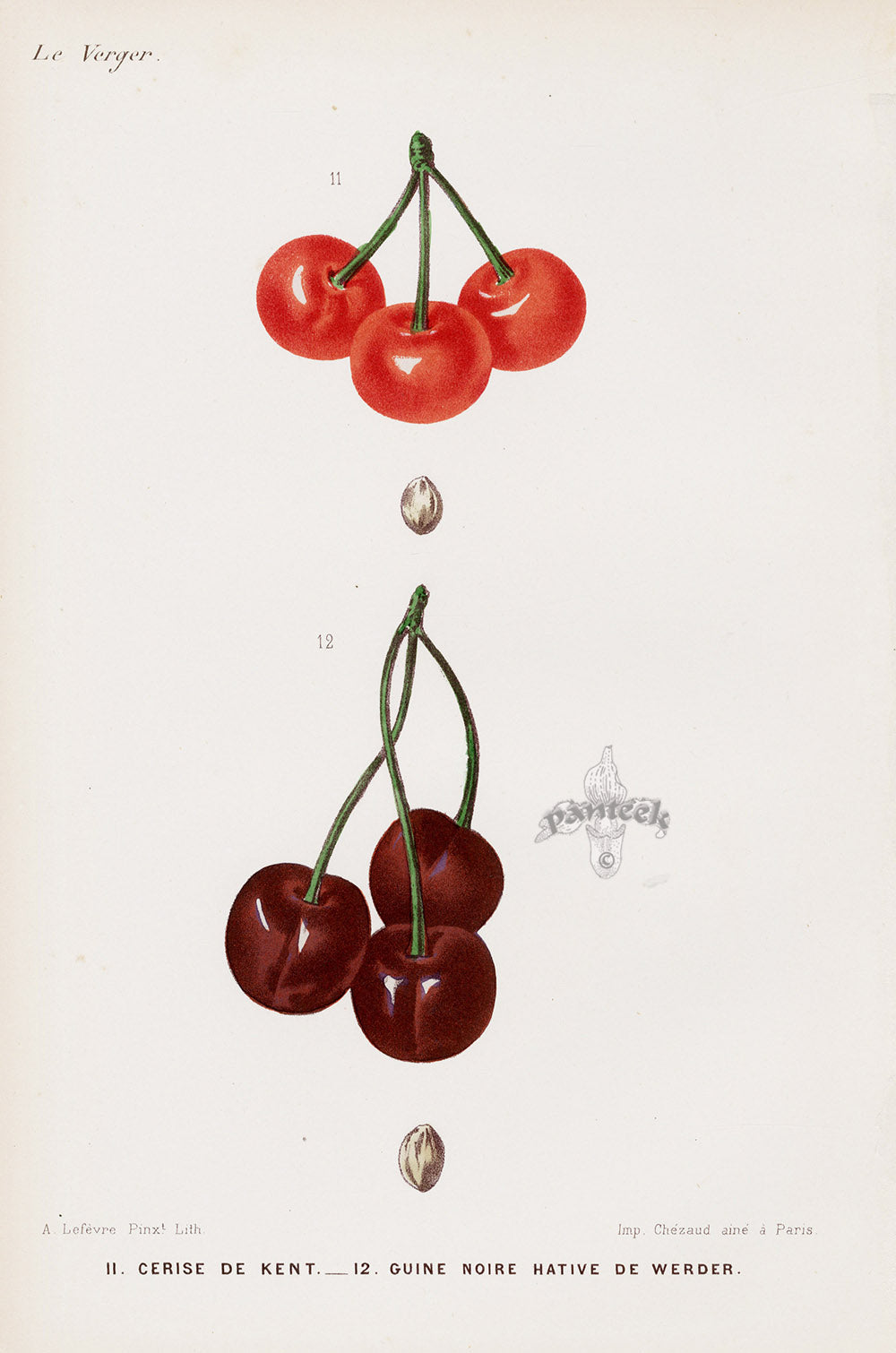Mas Antique Fruit Print 1866 Kent Cherry