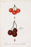 Mas Antique Fruit Print 1866 Kent Cherry - Panteek Antique Prints