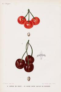 Mas Antique Fruit Print 1866 Kent Cherry - Panteek Antique Prints