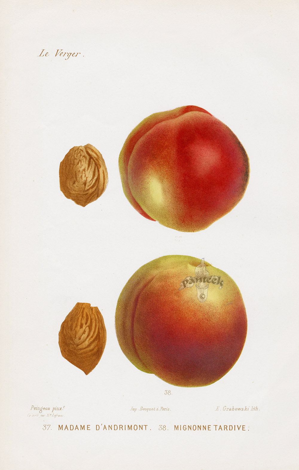 Mas Antique Fruit Print 1866 Late Darling Peach