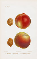 Mas Antique Fruit Print 1866 Late Darling Peach - Panteek Antique Prints