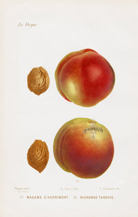 Mas Antique Fruit Print 1866 Late Darling Peach - Panteek Antique Prints
