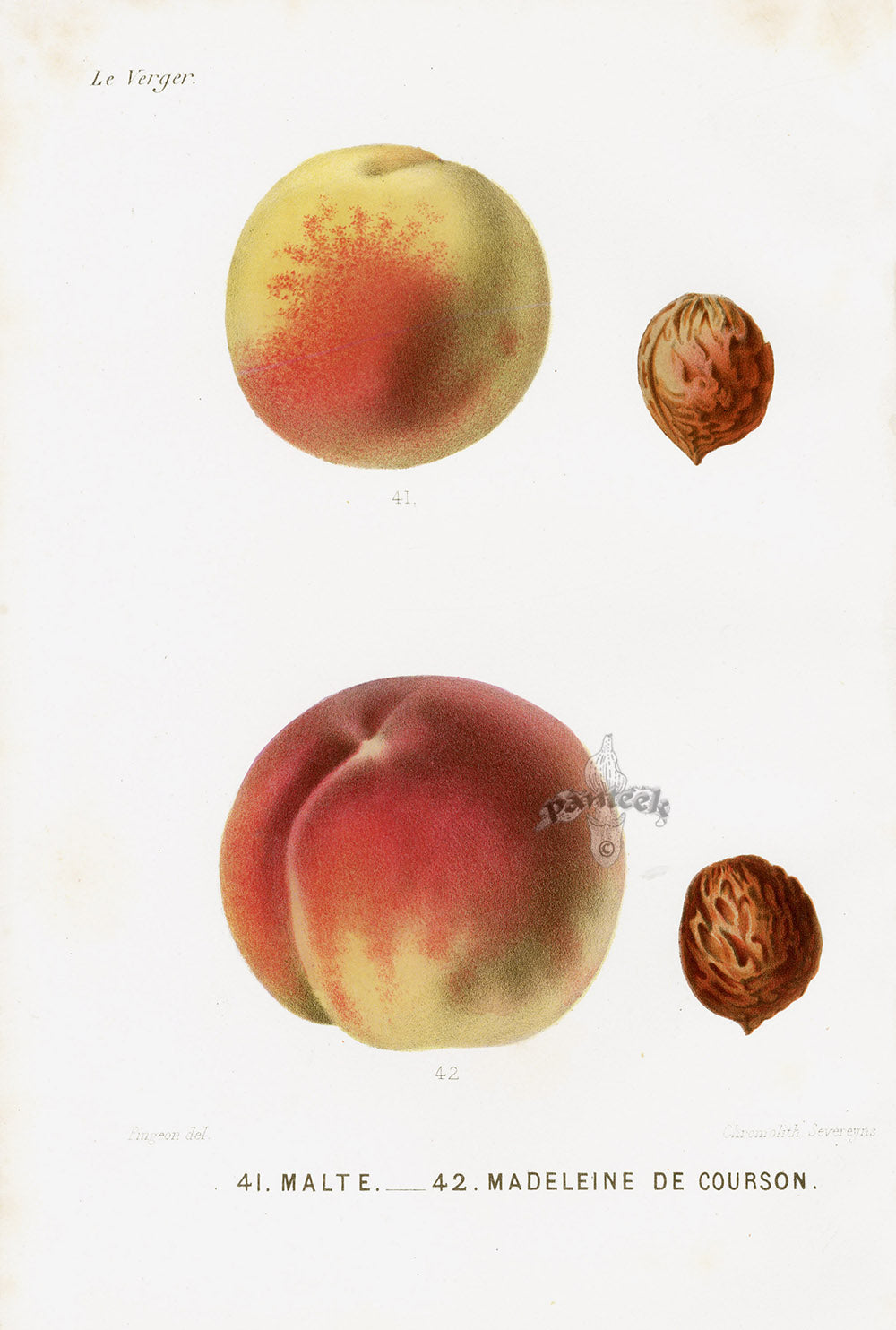 Mas Antique Fruit Print 1866 Malte, Madeleine Peach