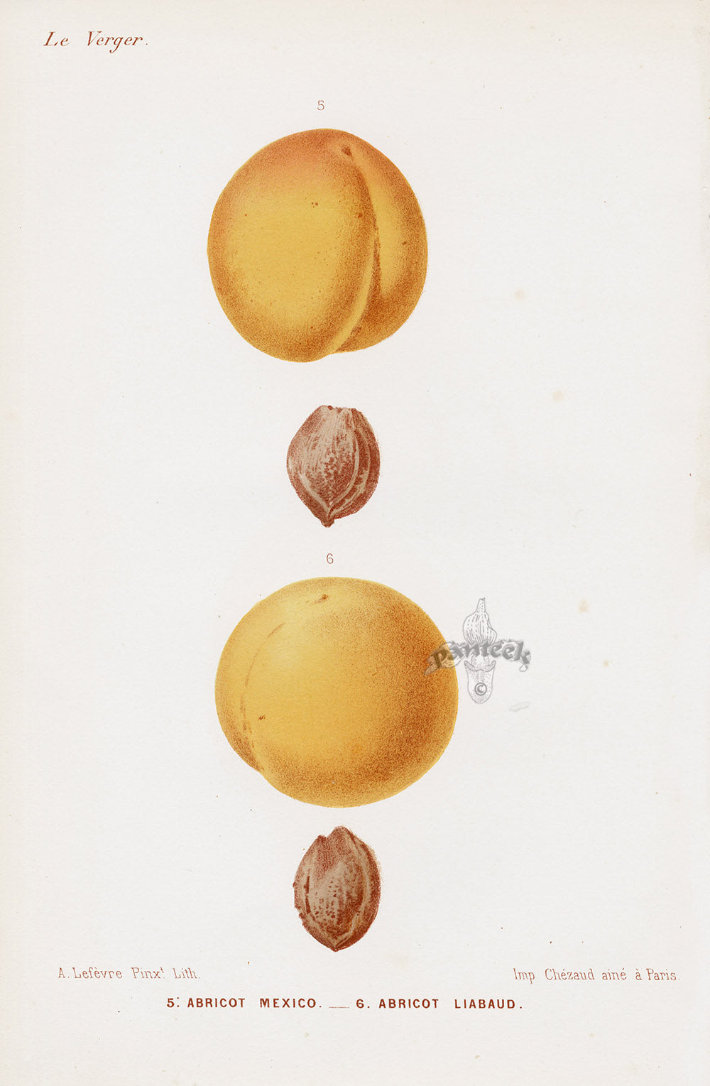 Mas Antique Fruit Print 1866 Mexico, Liabaud Apricots
