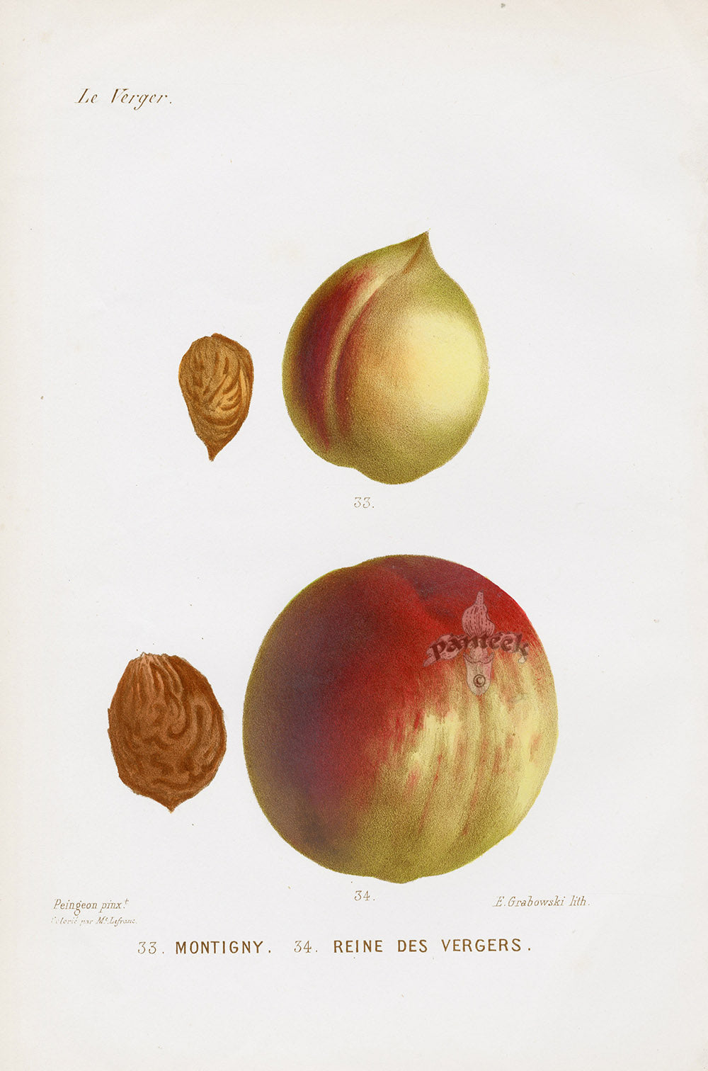 Mas Antique Fruit Print 1866 Montigny Peach