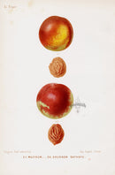 Mas Antique Fruit Print 1866 Muffrum, Gathoye Nectarine - Panteek Antique Prints