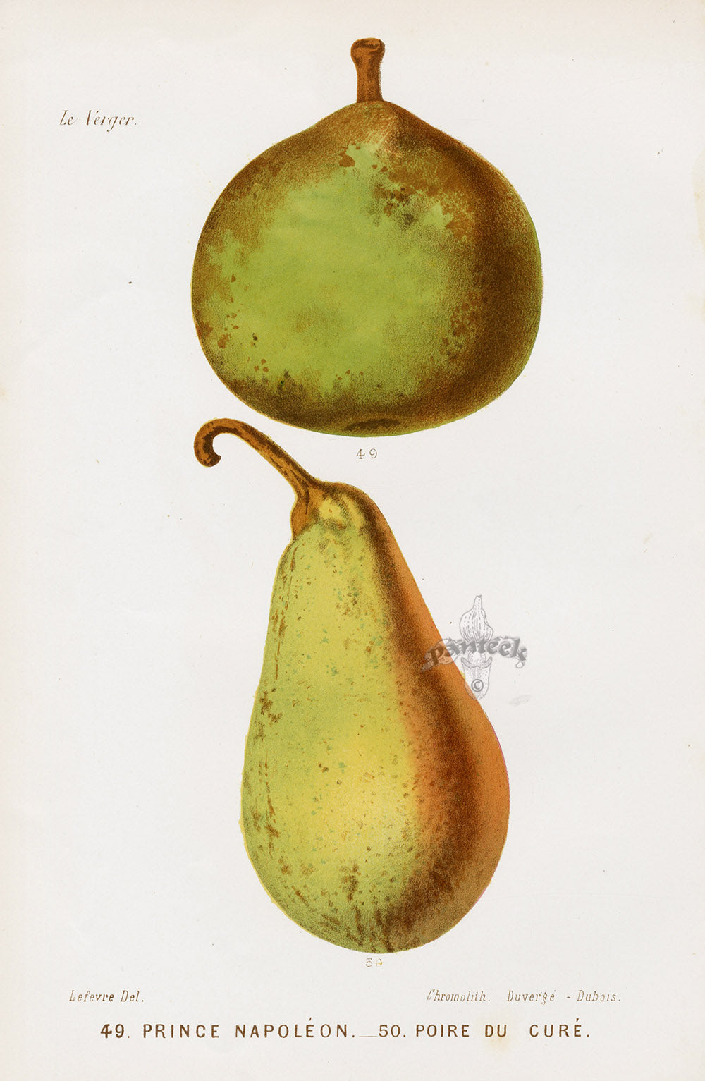 Mas Antique Fruit Print 1866 Napoleon, Cure Pears