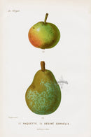 Mas Antique Fruit Print 1866 Naquette, Desire Cornelis Pears - Panteek Antique Prints