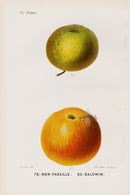 Mas Antique Fruit Print 1866 Non-Pareille, Baldwin Apples - Panteek Antique Prints