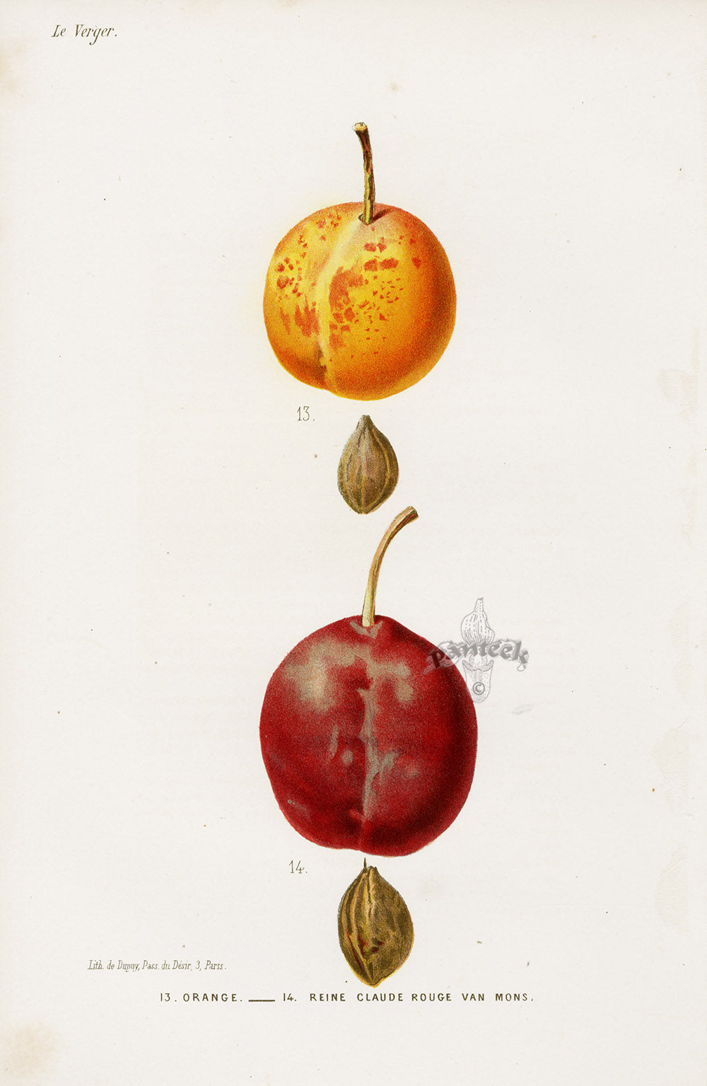 Mas Antique Fruit Print 1866 Orange, Red Greengage Peaches