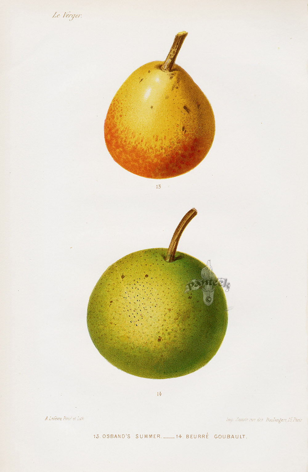 Mas Antique Fruit Print 1866 Osband's Summer, Beurre Pears | Panteek ...