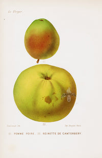 Mas Antique Fruit Print 1866 Pear, Cantorbery Apple - Panteek Antique Prints