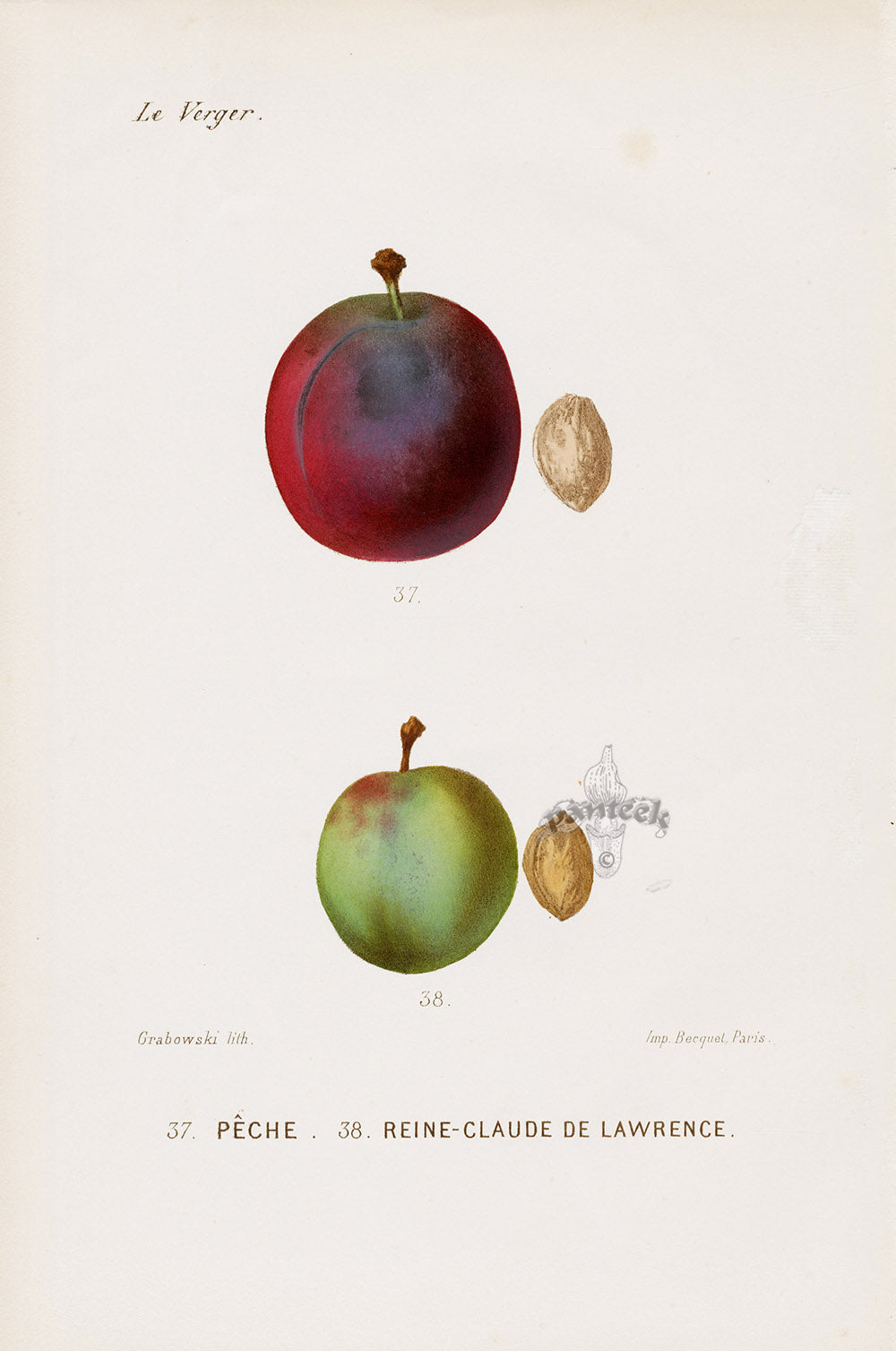 Mas Antique Fruit Print 1866 Peche, Green Gage Peaches