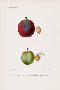 Mas Antique Fruit Print 1866 Peche, Green Gage Peaches - Panteek Antique Prints