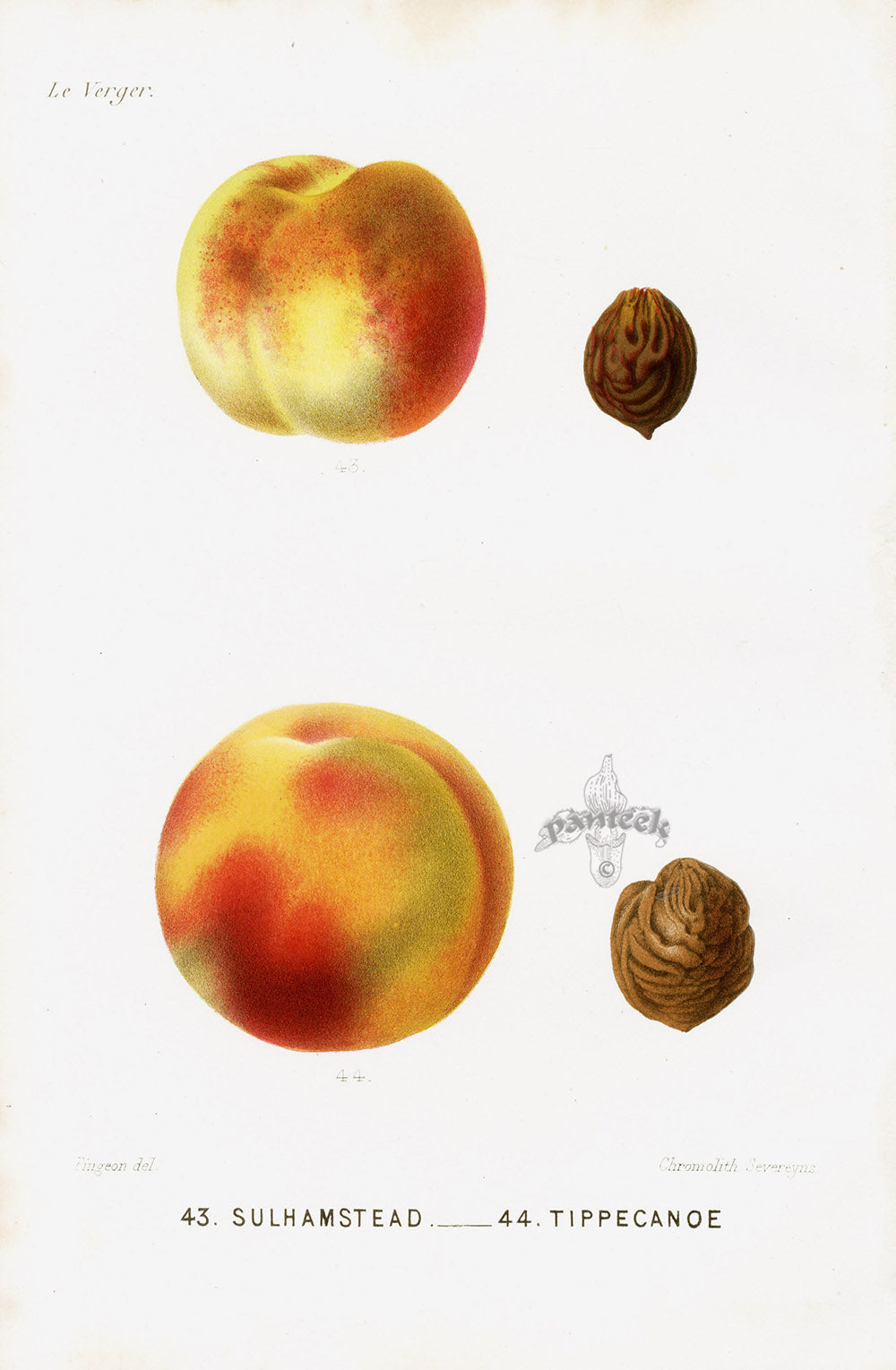 Mas Antique Fruit Print 1866 Queencrest, Spring Prince Peaches
