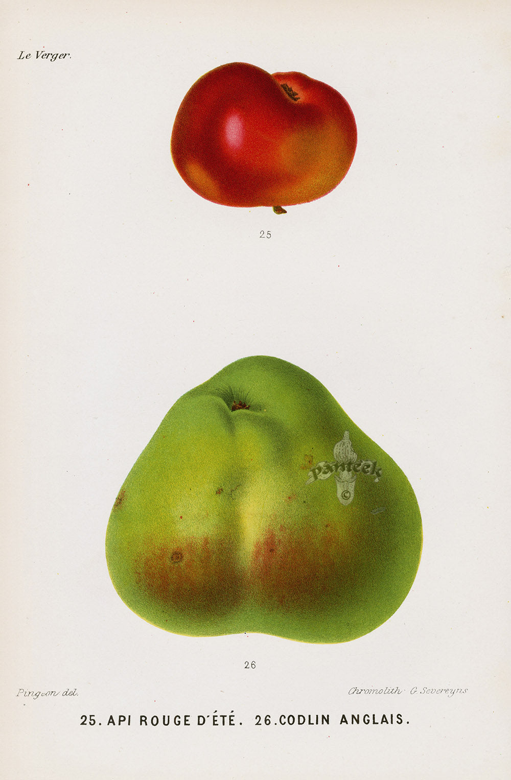 Mas Antique Fruit Print 1866 Red Summer Apple