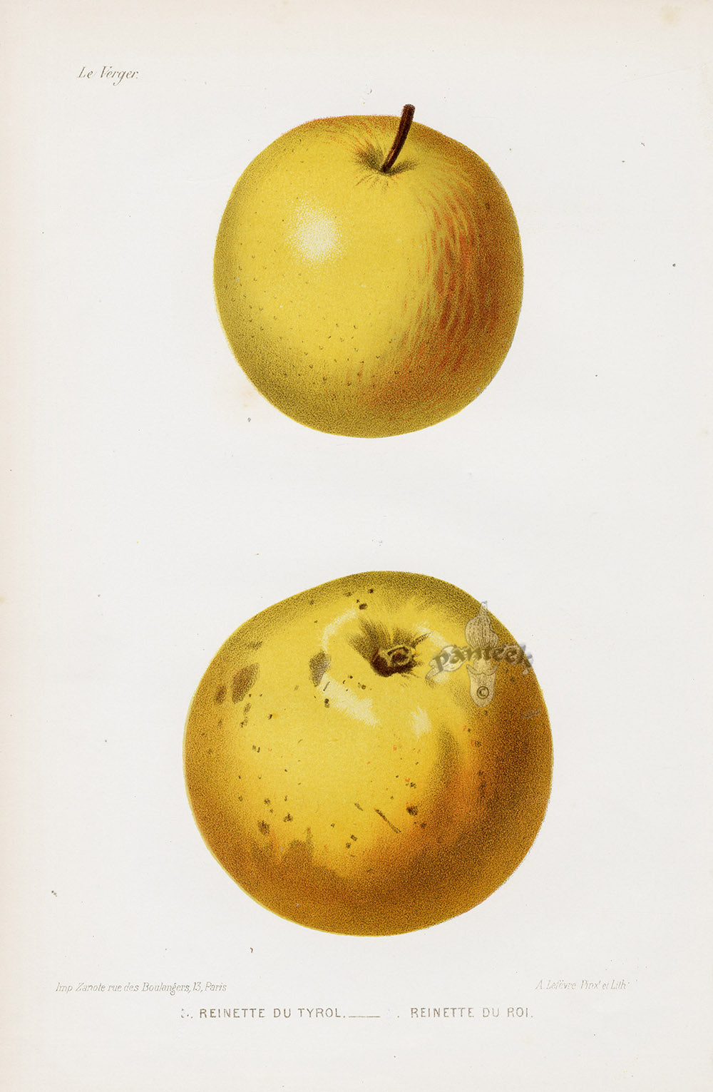 Mas Antique Fruit Print 1866 Reinette Apples
