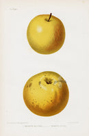 Mas Antique Fruit Print 1866 Reinette Apples - Panteek Antique Prints
