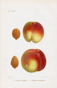Mas Antique Fruit Print 1866 Ronge, Mignonne Peaches - Panteek Antique Prints