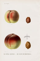 Mas Antique Fruit Print 1866 Royal George Peach - Panteek Antique Prints