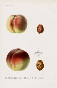 Mas Antique Fruit Print 1866 Royal George Peach - Panteek Antique Prints