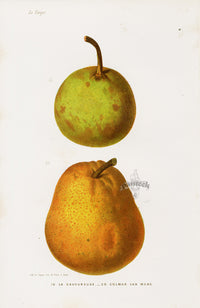 Mas Antique Fruit Print 1866 Savory, Colmar Pears - Panteek Antique Prints